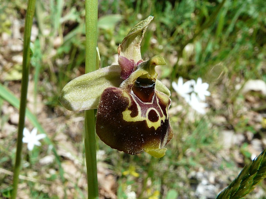 Ophrys lacaitae x Ophrys fuciflora